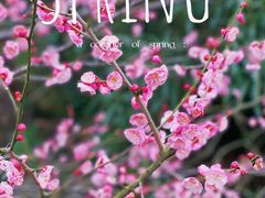 -上海滨江森林公园