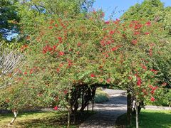 -中国科学院西双版纳热带植物园