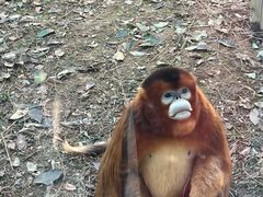 -合肥野生动物园