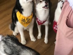 -Husky Go! 哈士奇体验馆·宠物咖啡厅狗咖