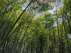 -上海佘山国家森林公园天马山园