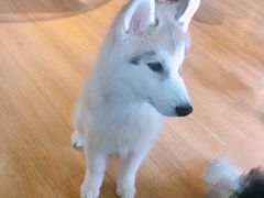 -Husky Go! 哈士奇体验馆·宠物咖啡厅狗咖