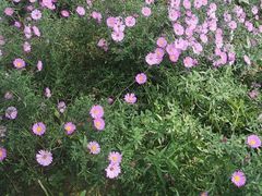 -燕郊植物园