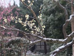 -梅花山(明孝陵内)