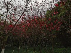 -重庆彩云湖湿地公园