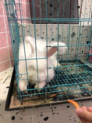 -Moni星球萌宠·小马宝莉·灵蛇·高端高阶全萌宠互动体验俱乐部(红豆国际广场店)