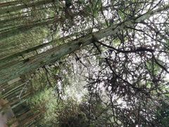 -重庆睡佛山森林公园