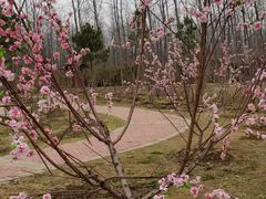 -合肥滨湖国家森林公园