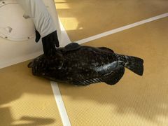 -小猫钓鱼海钓俱乐部(椰梦长廊店)