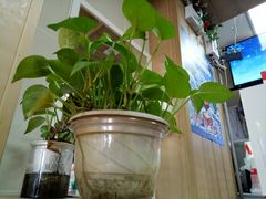 -华莱士炸鸡汉堡(重庆邮电大学店)