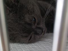 -宠福鑫康馨动物医院·骨科·眼科