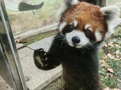 -苏州太湖西山岛开心农场