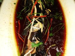 鲟鱼-大鹅岛绿色生态美食园