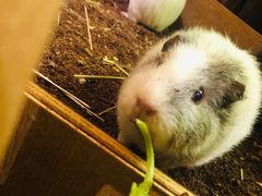 -藦茜花园宠物主题亲子互动体验馆(国顺东路店)