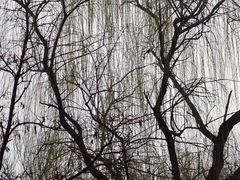 -桃花堤公园