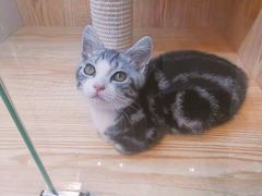 -山宅一喵德文卷毛猫舍