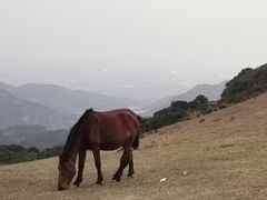 -大姆山草场