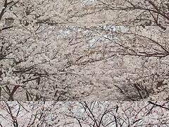-高东镇樱花园