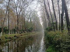 -合肥滨湖国家森林公园