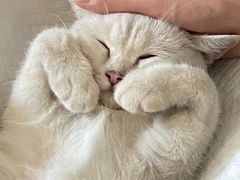 -安安宠医·安宠宠物医院