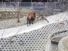 -栾川竹海野生动物园