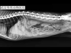 -伟伟宠物医院·CT影像中心·瑞派犬猫综合性门诊(汉口总院)