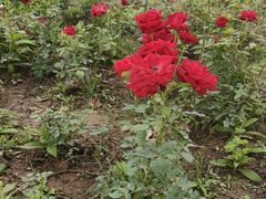 -汉长安城未央宫国家考古遗址公园