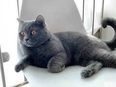 -我爱猫咪·猫咖·狗咖·安哥拉兔·羊驼咖(小寨华旗店)