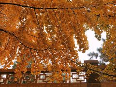 -三里屯东五街银杏大道