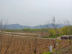 -北京张裕爱斐堡酒庄