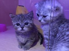 -Pets First伊珊娜洗护·精致美容·家庭式寄养(新会路店)