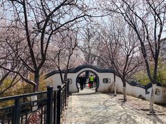 -桃花堤公园