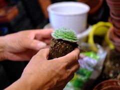 -中环花鸟鱼虫市场