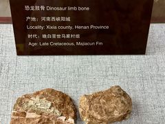 -中国西峡恐龙遗迹园