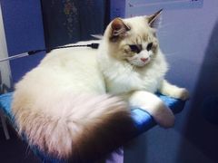 -喵的天空名猫咖啡馆·撸猫·猫舍·用品