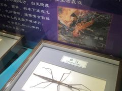 -上海昆虫博物馆