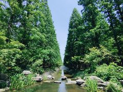 -东平国家森林公园