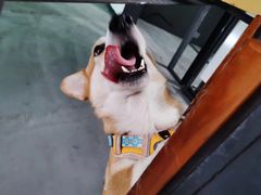 -瑞派动物医院·猫专科·至诚(江南中分院)