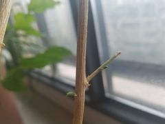 -桂林市花鸟市场