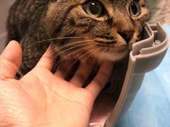 -纳吉亚猫专科动物医院(康都外科中心)