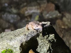 -火炉山森林公园