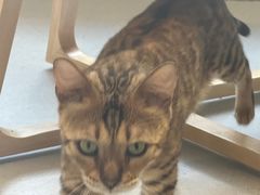 -Cappucimeow猫咪咖啡馆(韦伯时代店)