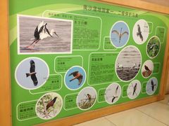 -大湾区中央湿地公园