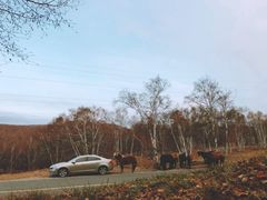 -乌兰布统草原