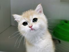 -东方名猫馆·英短金渐层布偶猫舍(环线广场1号楼店)