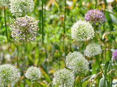 -北京国际鲜花港