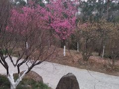 -秀丽东方