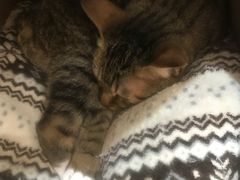 -滚猫咖啡·猫咖·猫友好撸猫(未来城店)