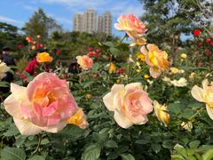 -香蜜公园