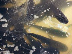 -魏铭鱼头捞饭(晋阳路店)